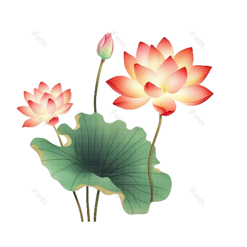 粉红色的花图片,白色背景元素,植物PNG,免抠素材